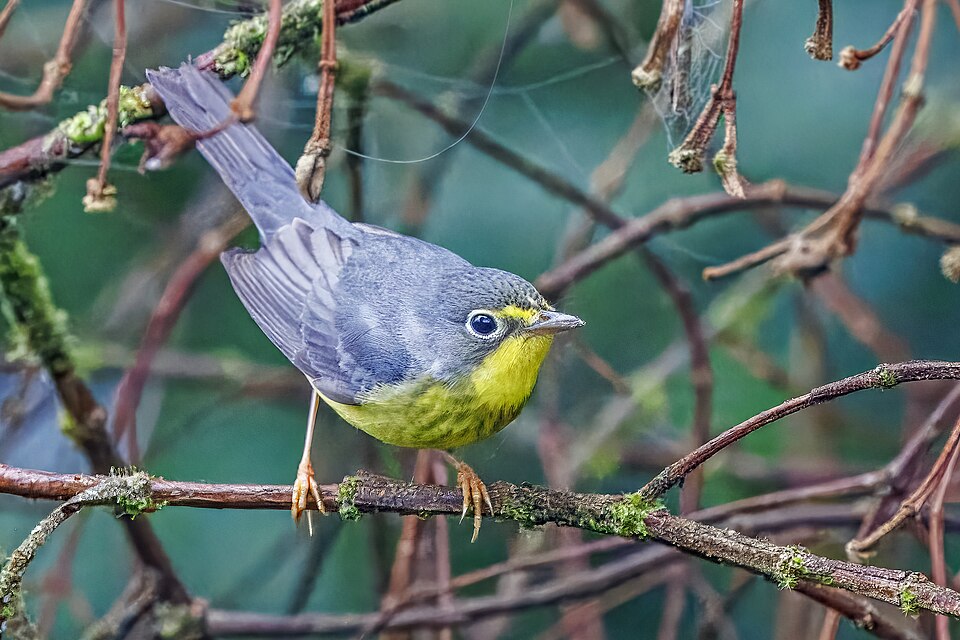 点击放大 加拿大威森莺(Cardellina canadensis)
