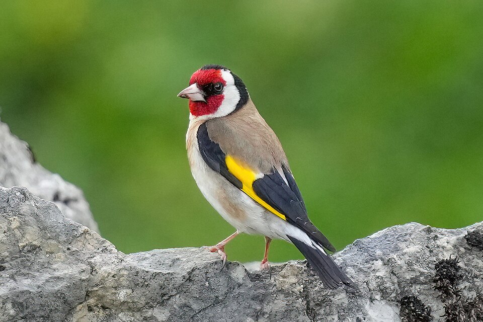 点击放大 红额金翅雀(Carduelis carduelis)