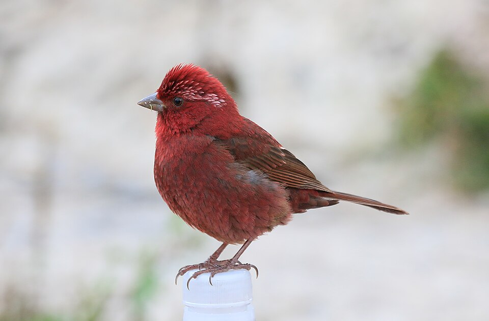 点击放大 台湾酒红朱雀(Carpodacus formosanus)