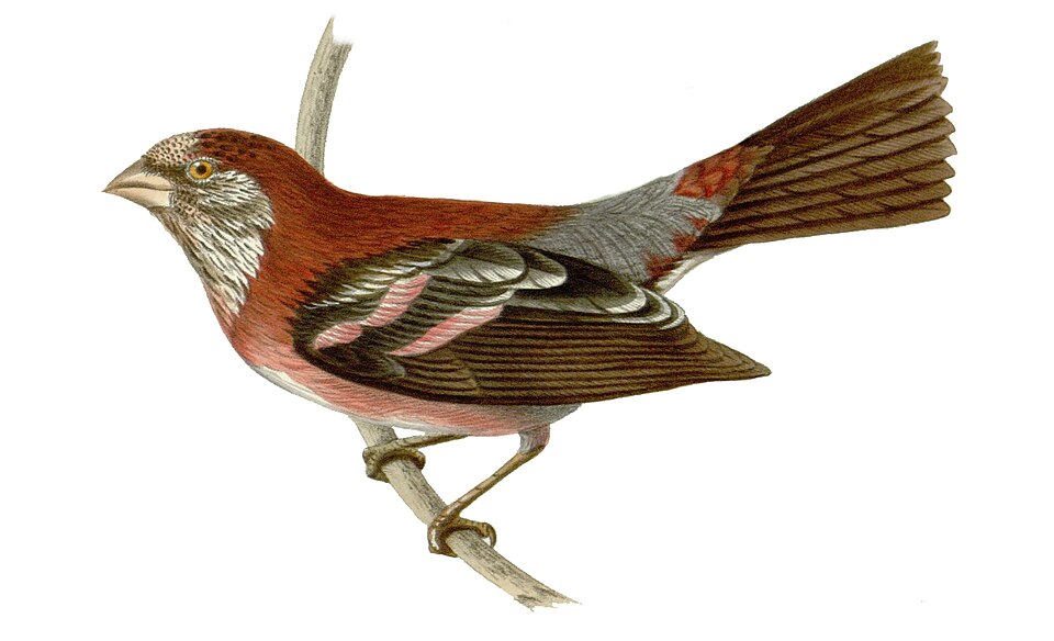 点击放大 斑翅朱雀(Carpodacus trifasciatus)