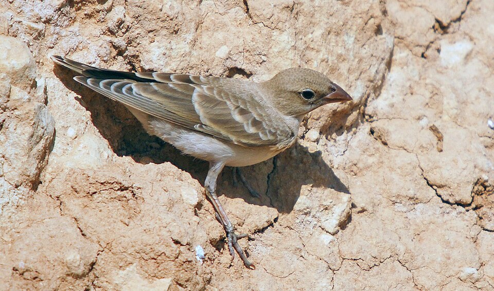 点击放大 淡色石雀(Carpospiza brachydactyla)