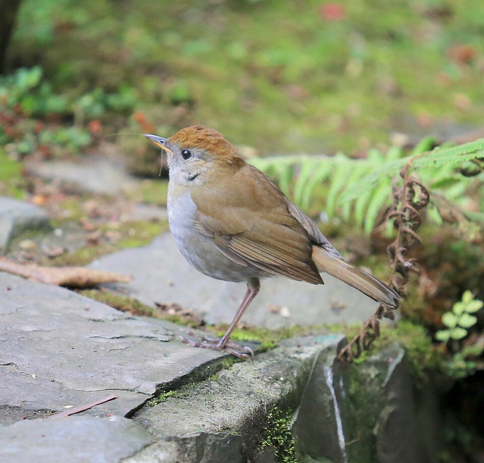 点击放大 红顶夜鸫(Catharus frantzii)
