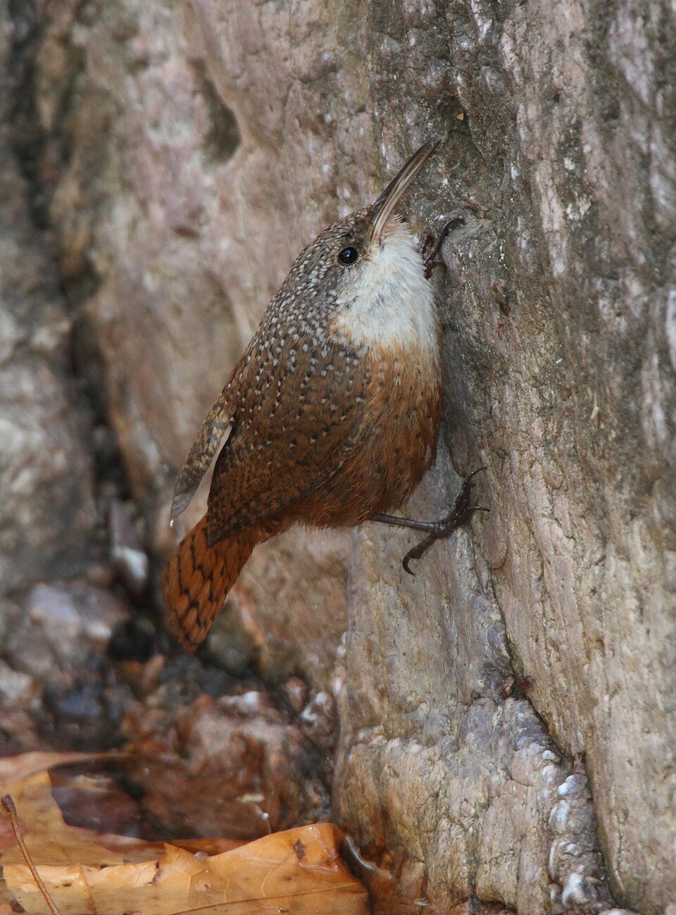 点击放大 墨西哥鹪鹩(Catherpes mexicanus)