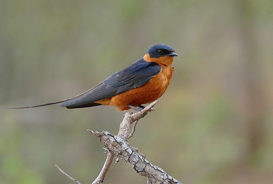 点击放大 褐胸燕(Cecropis semirufa)