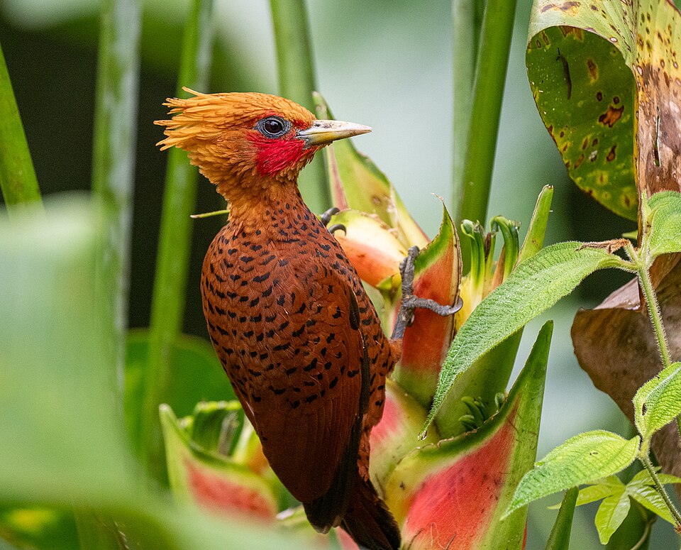 点击放大 中美栗啄木鸟(Celeus castaneus)