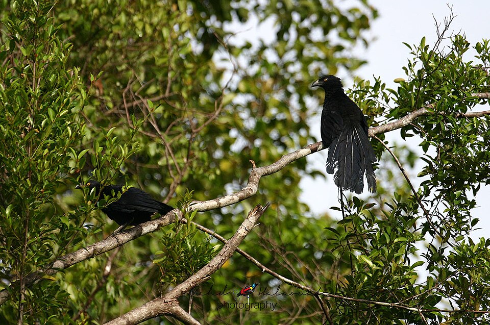 点击放大 比岛鸦鹃(Centropus chalybeus)