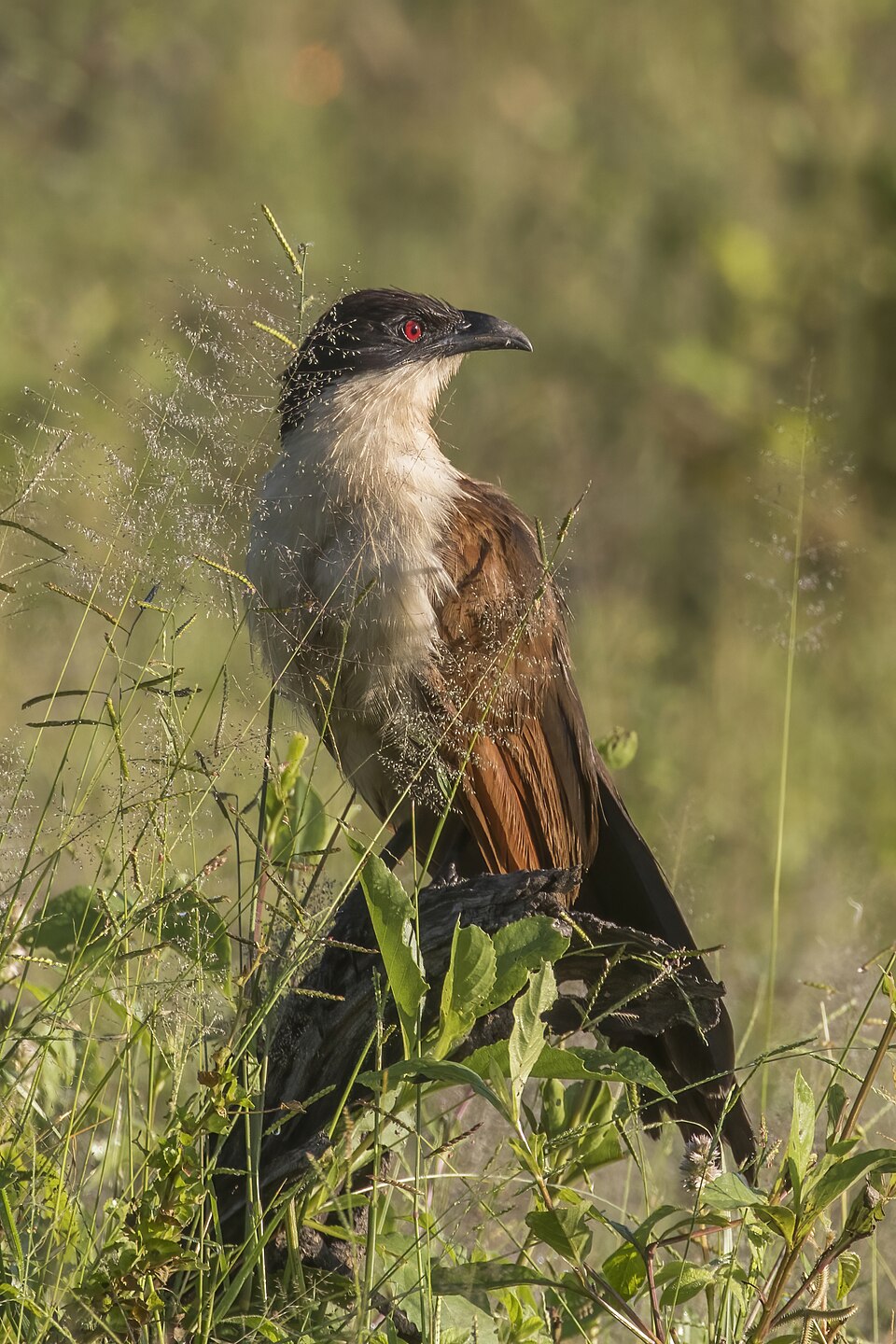 点击放大 铜尾鸦鹃(Centropus cupreicaudus)