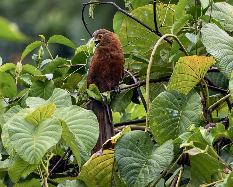 点击放大 棕鸦鹃(Centropus unirufus)