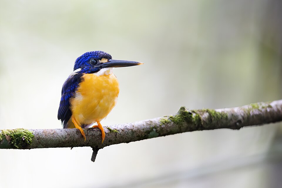 点击放大 巴布亚三趾翠鸟(Ceyx solitarius)