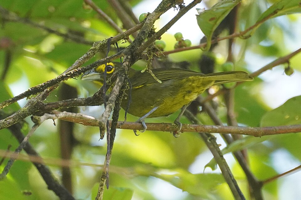 点击放大 黄眉绿唐纳雀(Chlorothraupis olivacea)