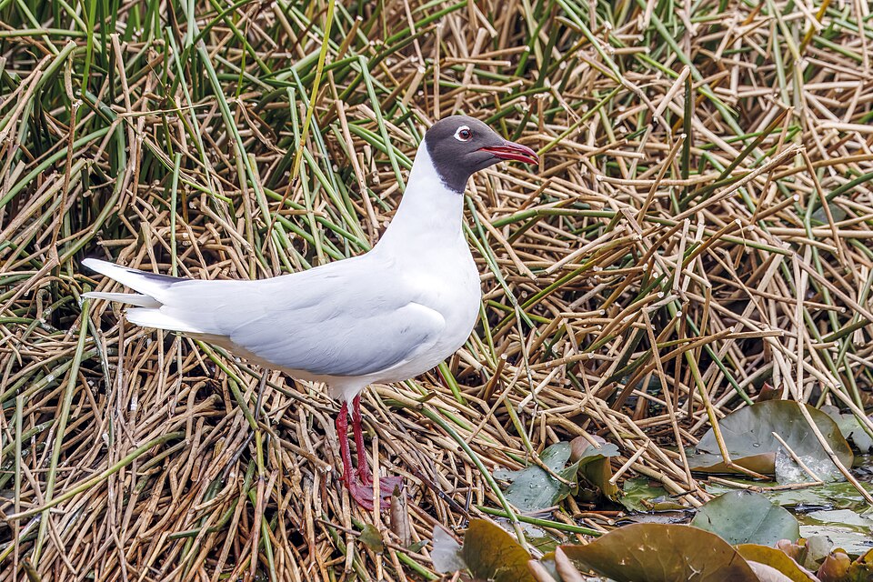 点击放大 褐头鸥(Chroicocephalus maculipennis)