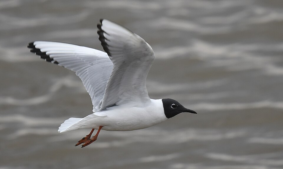 点击放大 伯氏鸥(Chroicocephalus philadelphia)