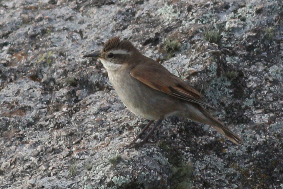 点击放大 科尔抖尾地雀(Cinclodes comechingonus)