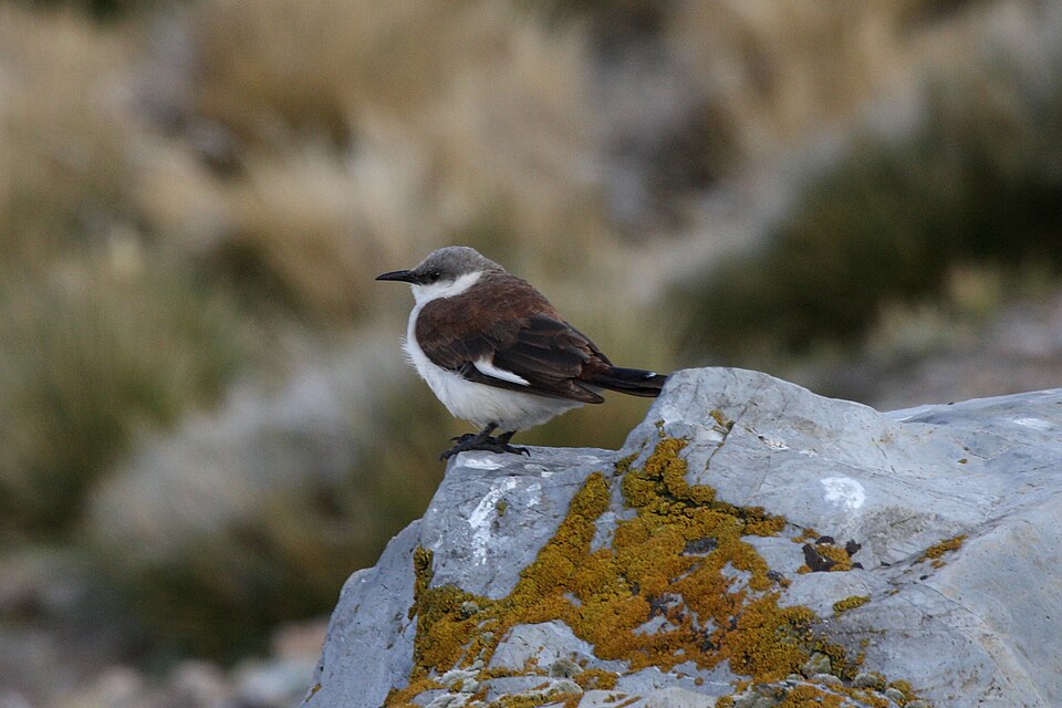 点击放大 白腹抖尾地雀(Cinclodes palliatus)