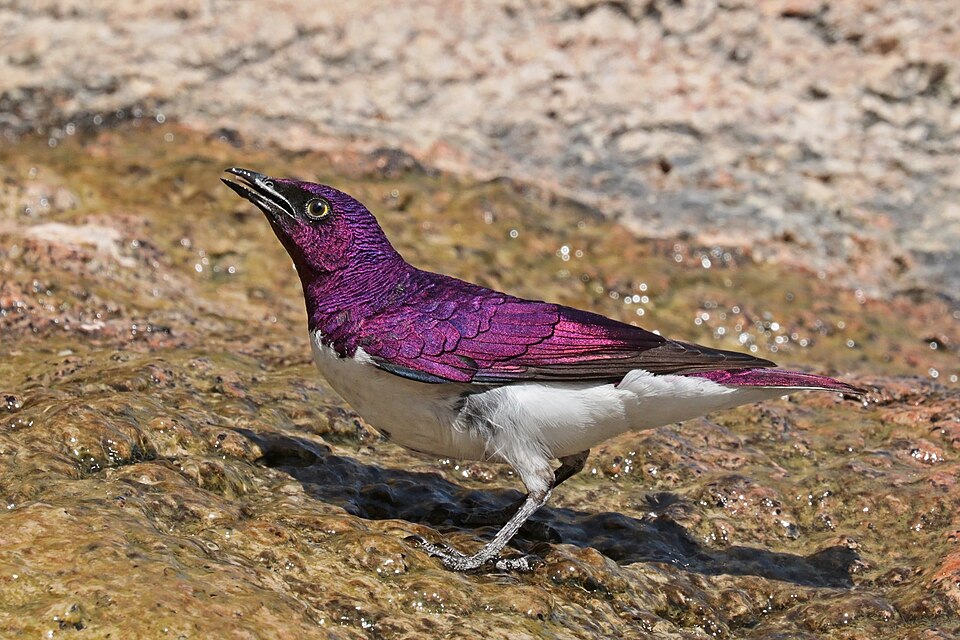 点击放大 白腹紫椋鸟(Cinnyricinclus leucogaster)