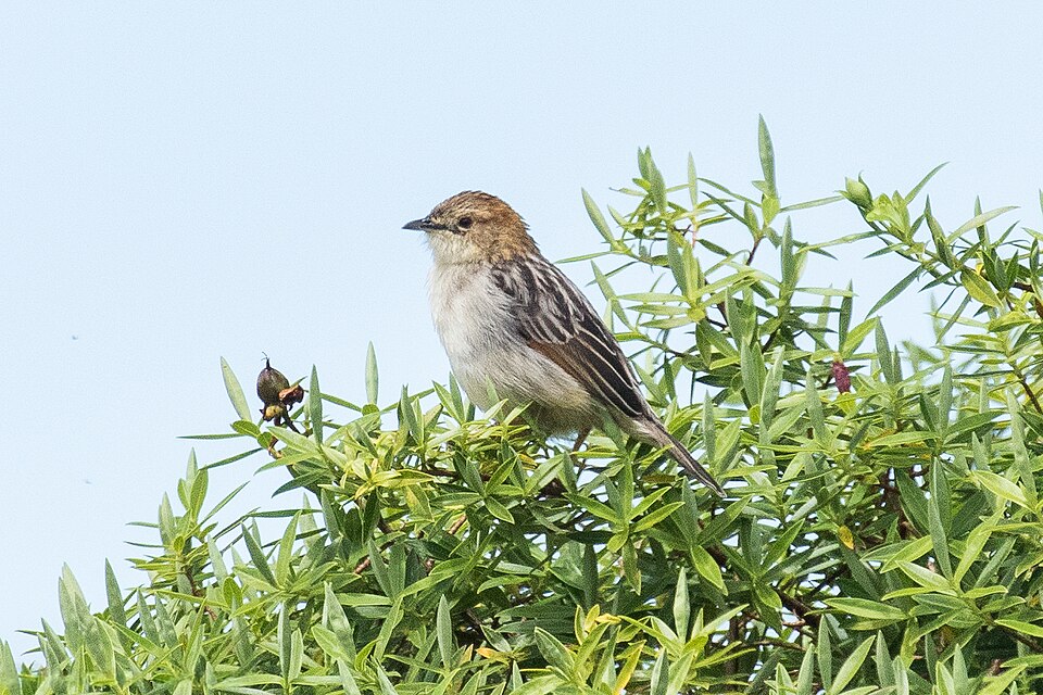点击放大 阿贝扇尾莺(Cisticola aberdare)