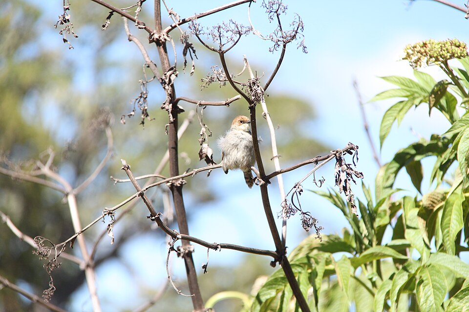 点击放大 亨氏扇尾莺(Cisticola hunteri)