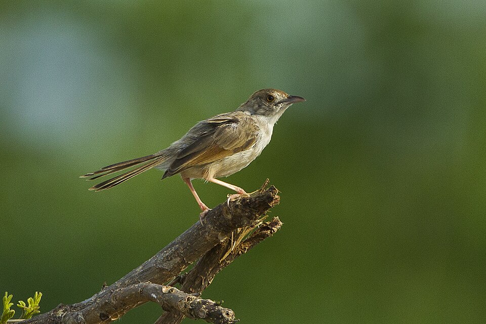 点击放大 颤鸣扇尾莺(Cisticola njombe)
