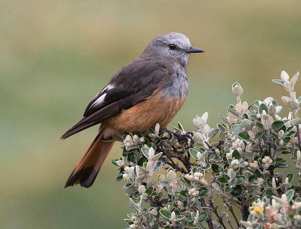 点击放大 红腰丛霸鹟(Cnemarchus erythropygius)