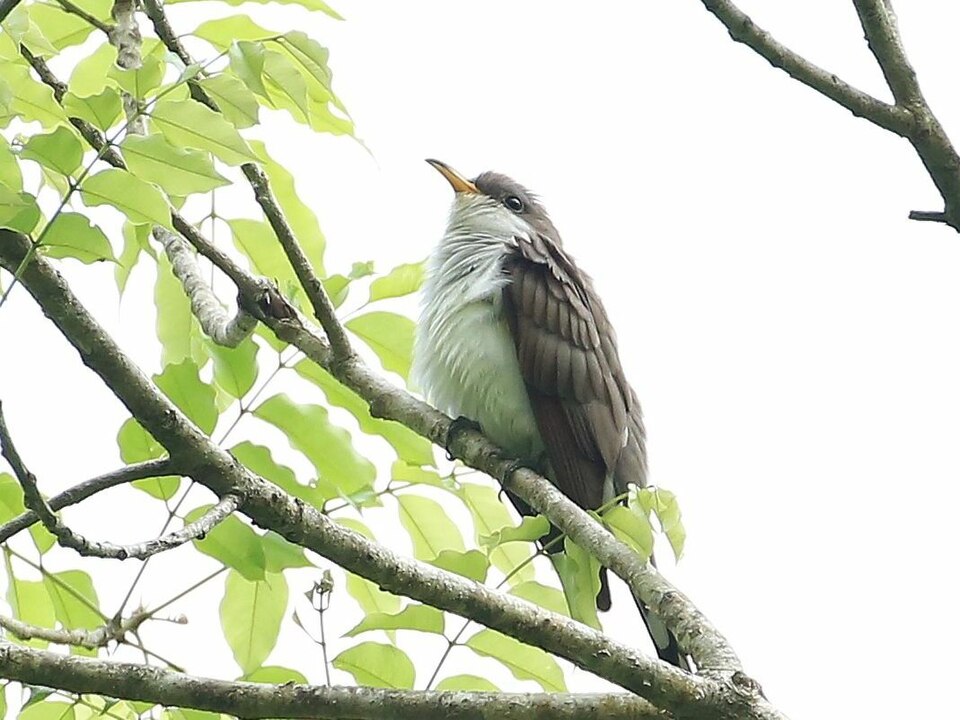 点击放大 珠胸美洲鹃(Coccyzus euleri)