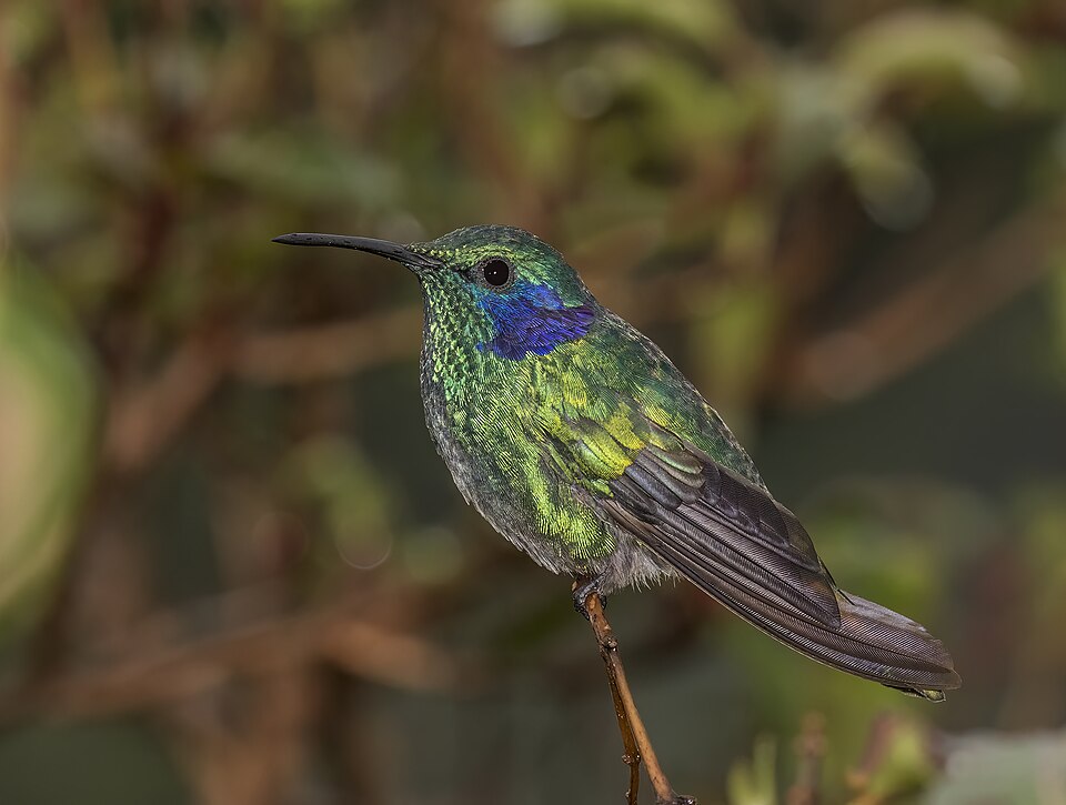 点击放大 小紫耳蜂鸟(Colibri cyanotus)