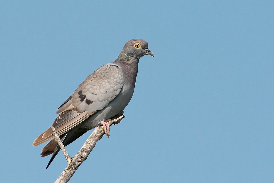 点击放大 中亚鸽(Columba eversmanni)