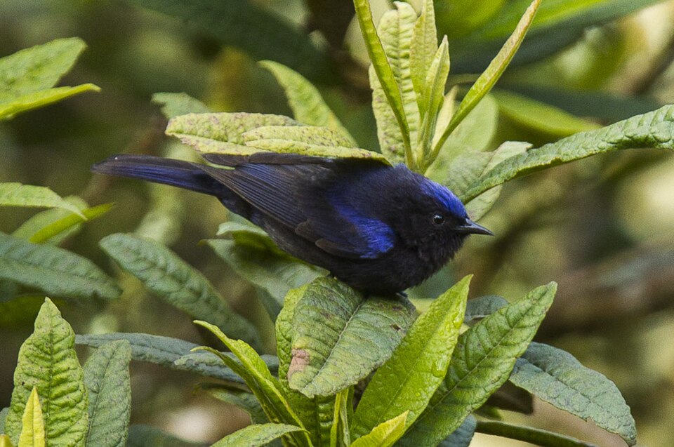 点击放大 白顶锥嘴雀(Conirostrum albifrons)