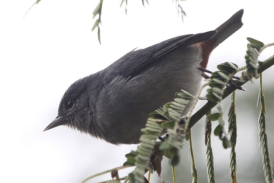 点击放大 栗臀锥嘴雀(Conirostrum speciosum)