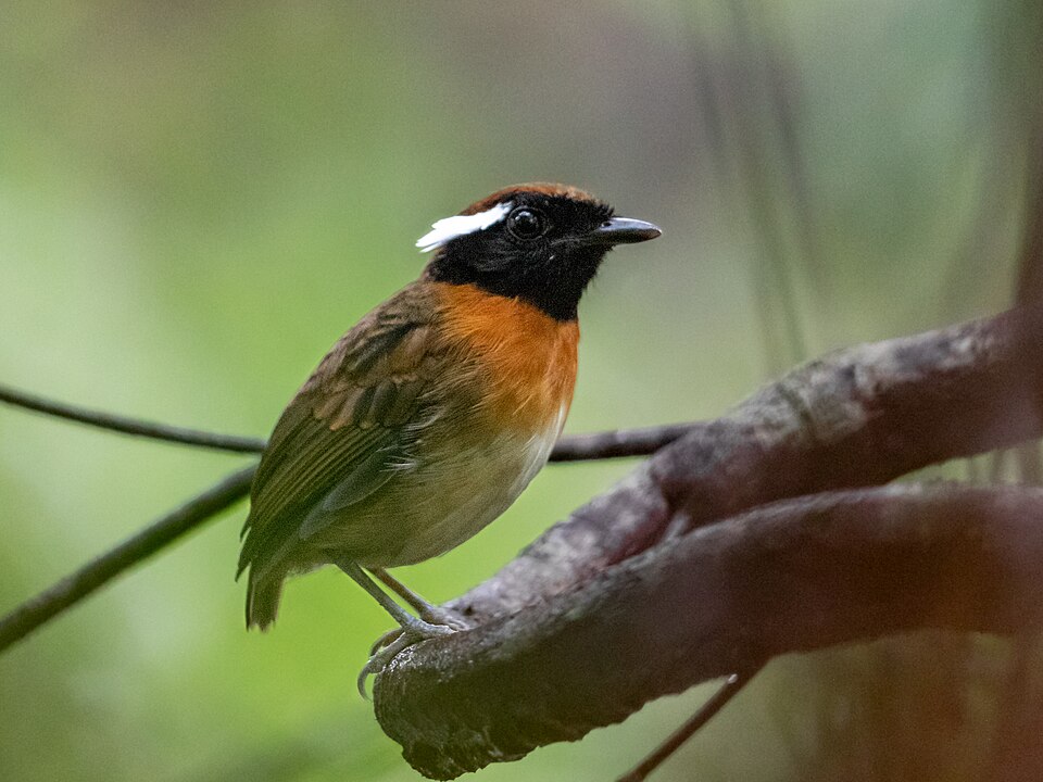 点击放大 栗带食蚊鸟(Conopophaga aurita)