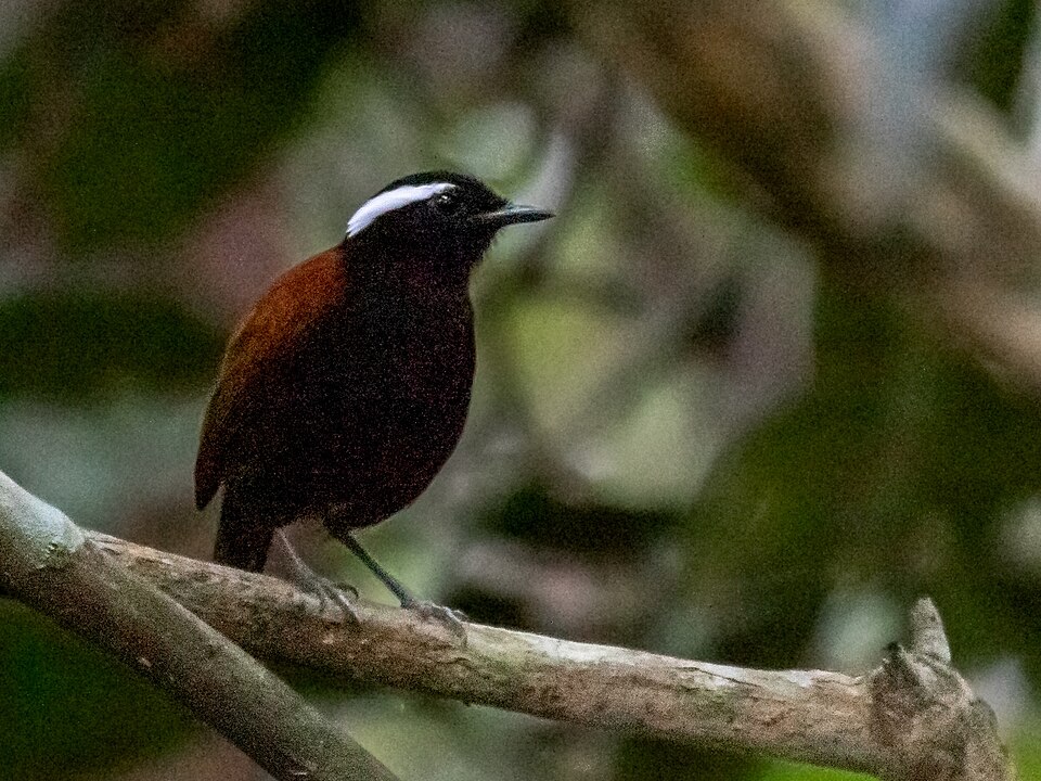 点击放大 黑腹食蚊鸟(Conopophaga melanogaster)