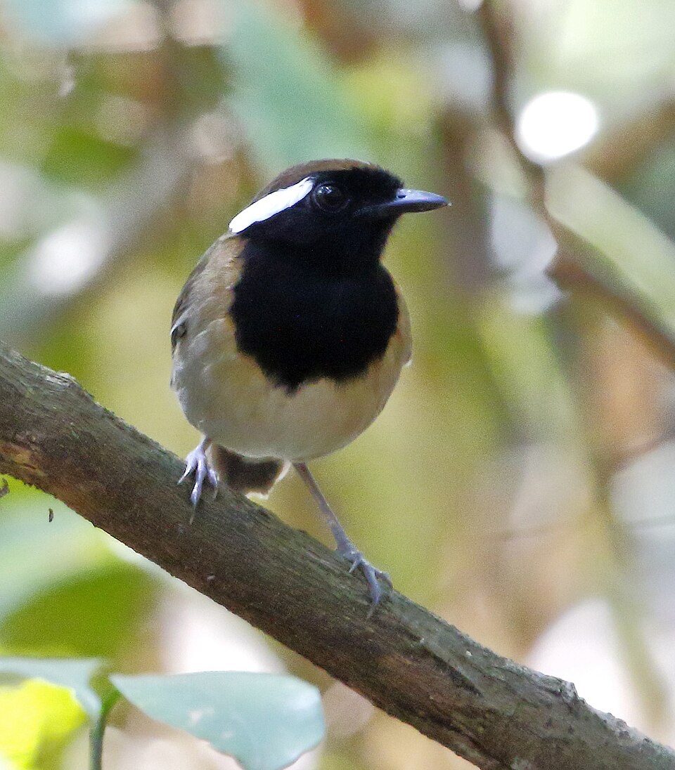 点击放大 黑胸食蚊鸟(Conopophaga snethlageae)