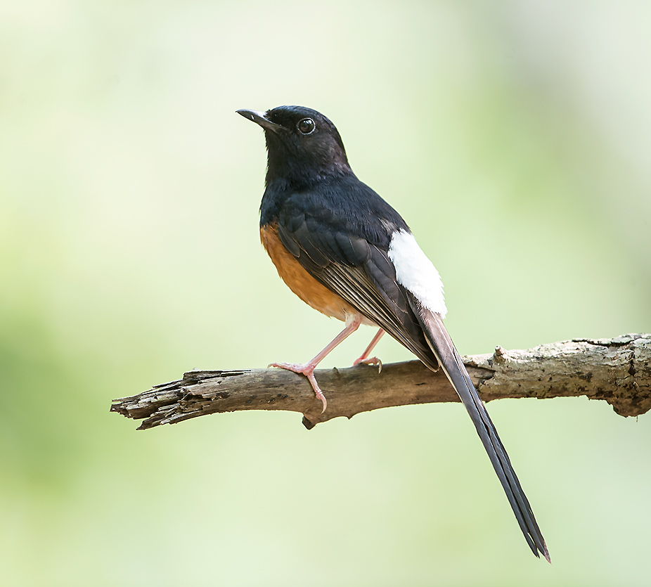 点击放大 白腰鹊鸲(Copsychus malabaricus)
