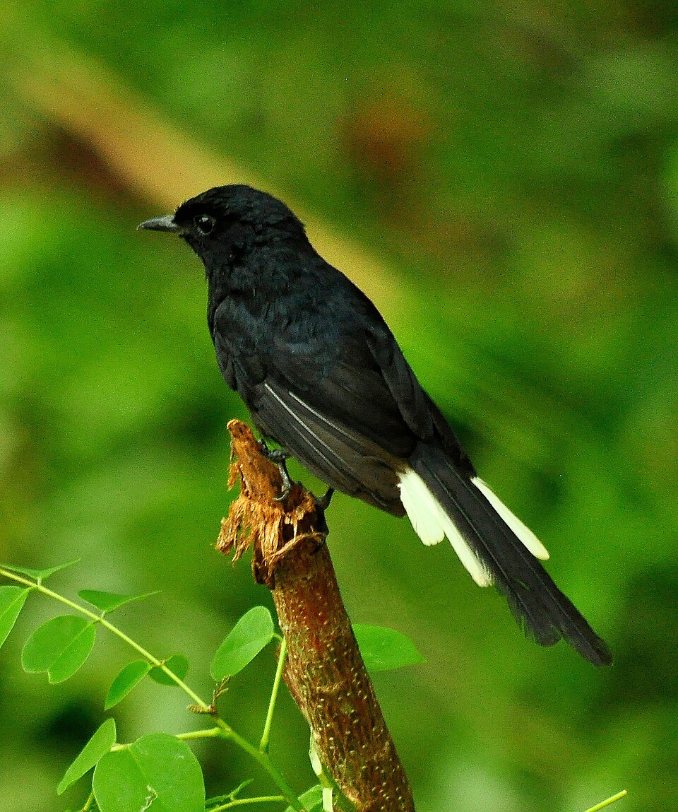 点击放大 白臀鹊鸲(Copsychus niger)