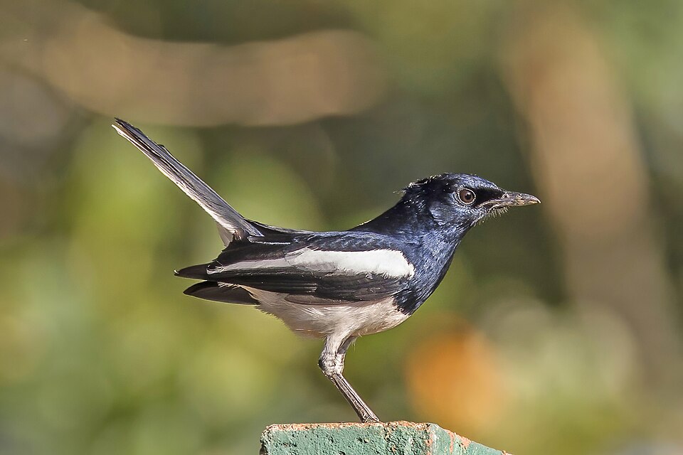 点击放大 鹊鸲(Copsychus saularis)