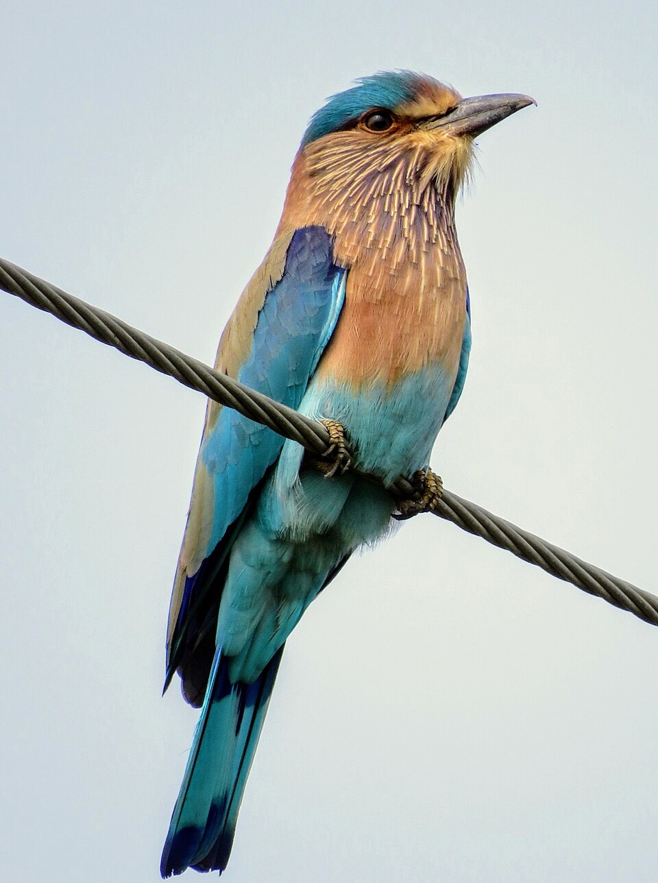 点击放大 棕胸佛法僧(Coracias affinis)