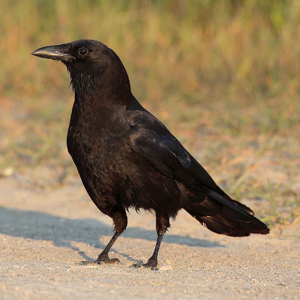 点击放大 短嘴鸦(Corvus brachyrhynchos)
