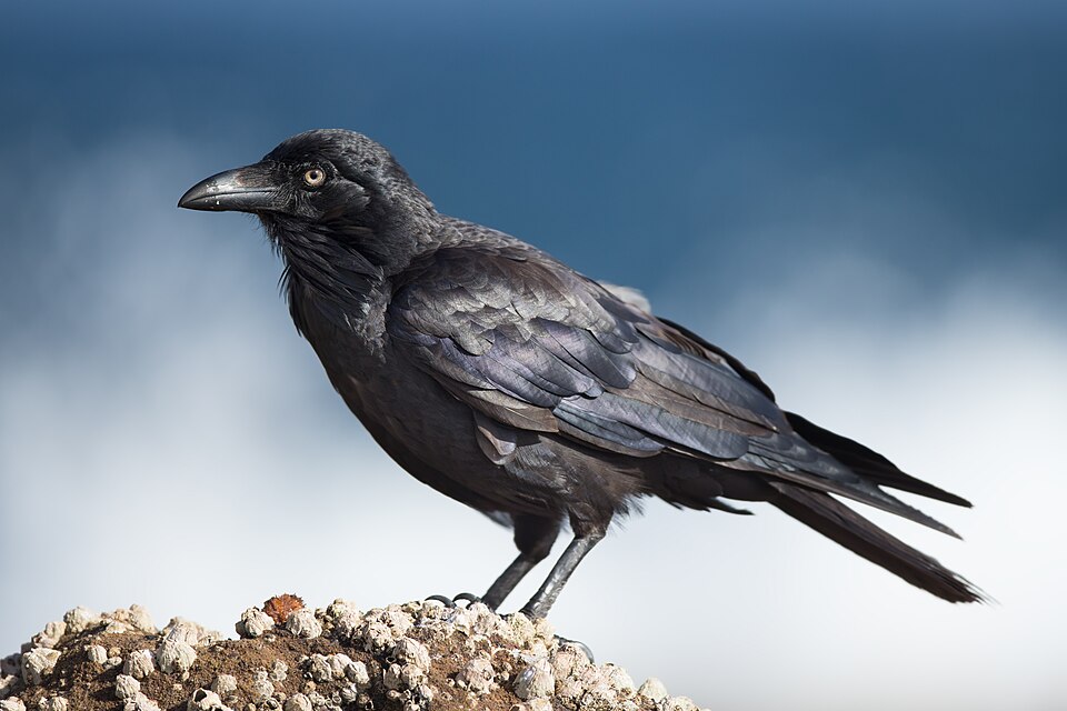 点击放大 澳洲渡鸦(Corvus coronoides)