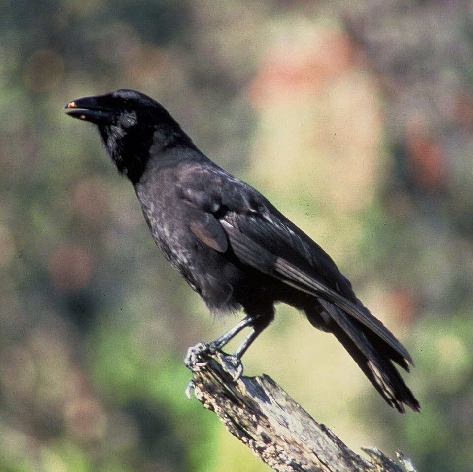 点击放大 夏威夷乌鸦(Corvus hawaiiensis)