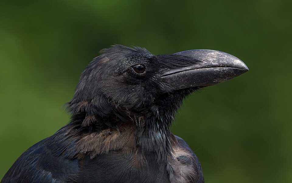 点击放大 大嘴乌鸦(Corvus macrorhynchos)
