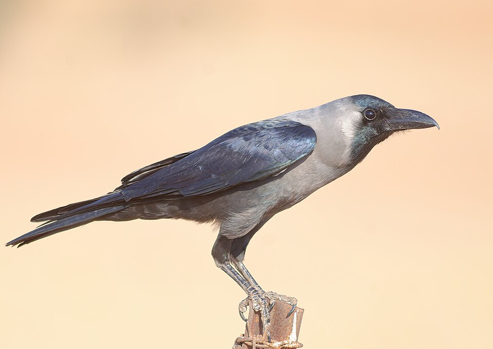 点击放大 家鸦(Corvus splendens)