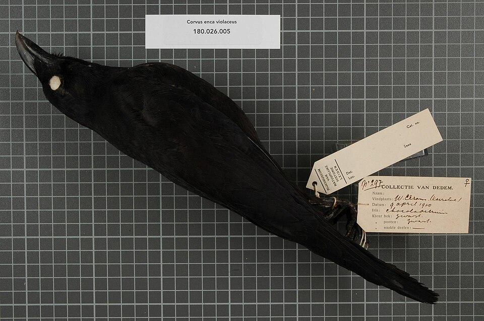 点击放大 紫背乌鸦(Corvus violaceus)