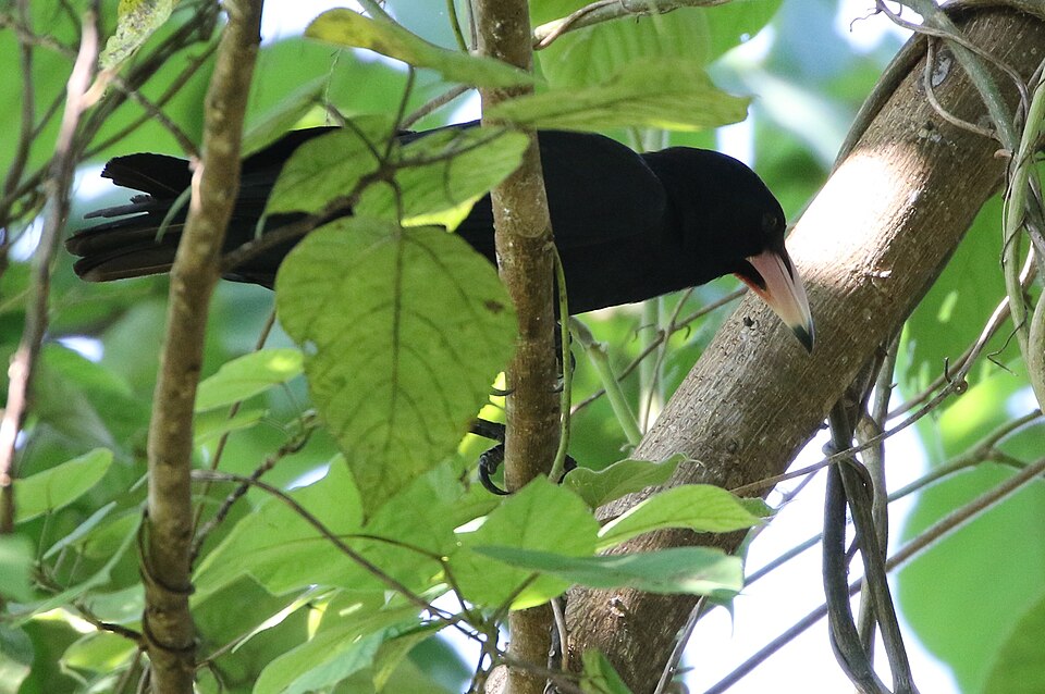 点击放大 白嘴乌鸦(Corvus woodfordi)