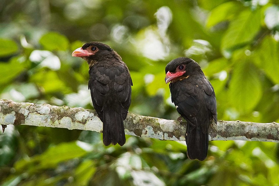点击放大 暗色阔嘴鸟(Corydon sumatranus)