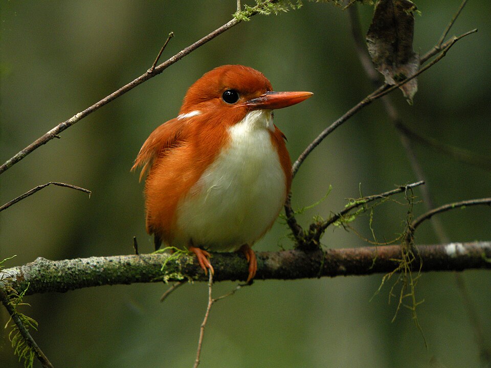点击放大 马岛小翠鸟(Corythornis madagascariensis)