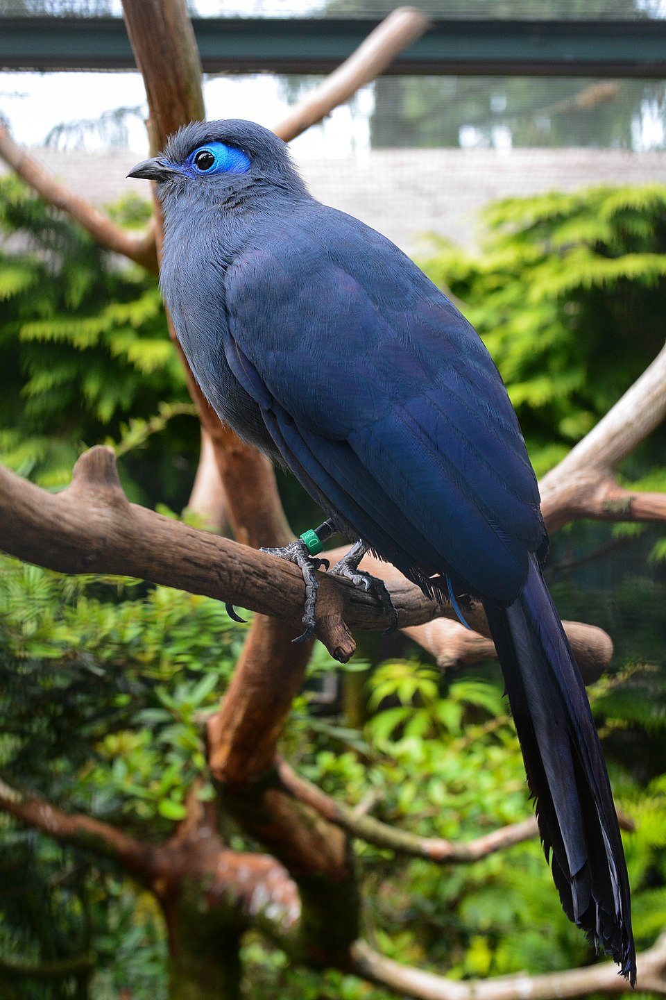 点击放大 蓝马岛鹃(Coua caerulea)