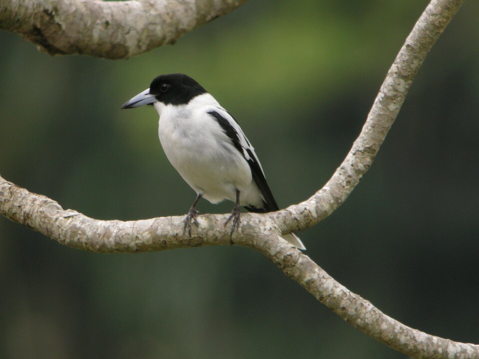 点击放大 黑背钟鹊(Cracticus mentalis)