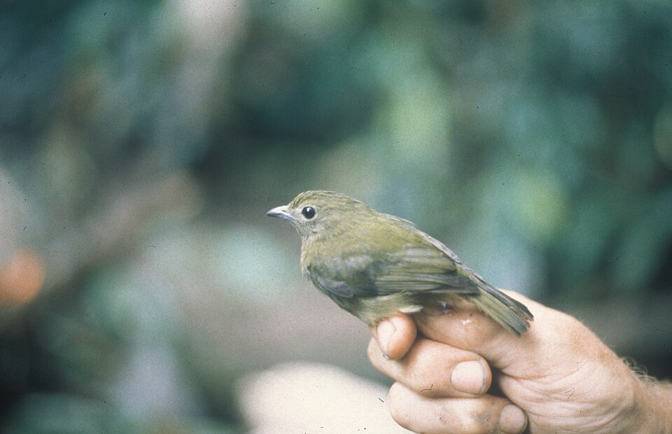 点击放大 绿娇鹟(Cryptopipo holochlora)