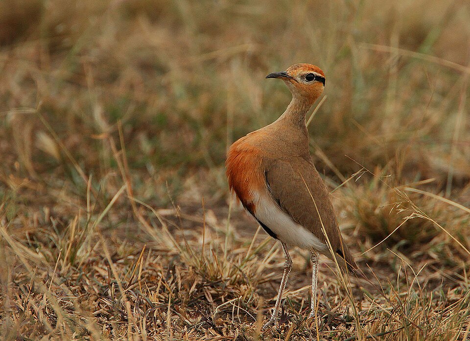 点击放大 黑腹走鸻(Cursorius temminckii)