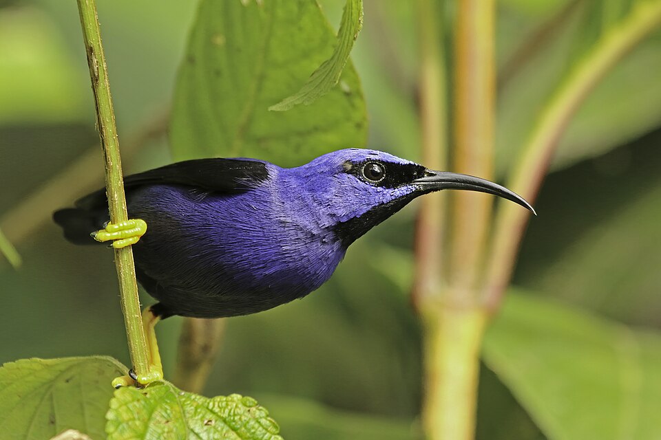 点击放大 紫旋蜜雀(Cyanerpes caeruleus)