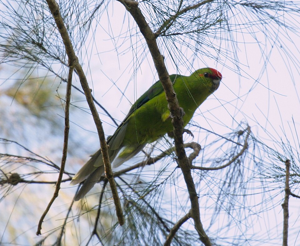 点击放大 新喀岛鹦鹉(Cyanoramphus saisseti)